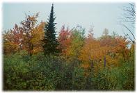 Happiness Resort on Ten Mile Lake