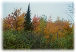 Fall Colors - Open All Year